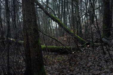 Karanlık orman sahnesi. Yağmurlu bir sonbahar günü. Yosunlu çam ve huş ağaçları, dallar ve renkli yapraklar yakın plan. Letonya