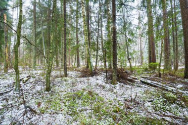 Kış kır manzarası. Ormanda beyaz bir sis. Çam ağaçları ve saf sabah ışığı. İsveç