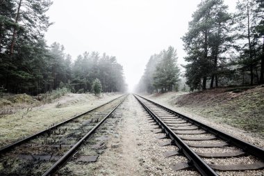 Akşamları puslu demiryolu, arka planda çam ağaçları, Letonya