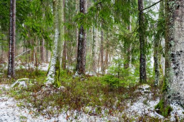 Kış kır manzarası. Ormanda beyaz bir sis. Çam ağaçları ve saf sabah ışığı. İsveç