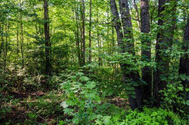 Ormanda güneşli bir yaz günü. Letonya 'da yosunlu ağaçlar