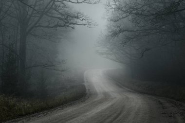 Kır manzarası. Güçlü bir sabah sisinde eski ağaçların arasından geçen boş bir toprak yol. Arka planda orman var. Letonya