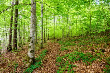 Yaz ormanı manzarası. Yeşil kayın ormanı, yakın ağaçlar. Almanya