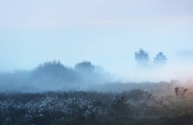 Gün doğumunda sisli bir havada genç yeşil ağaçlar, yakın plan. Mavi bulutlar. Kemeri, Letonya