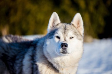 Açık ve güneşli bir kış gününde Husky karda yürüyor. Laponya, Finlandiya.