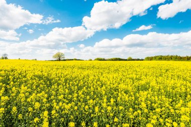 Sarı çiçekli güzel bir tarla