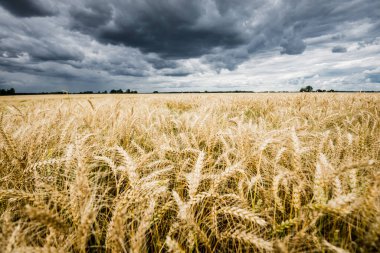Yaz kırsalında. Bulutlu bir günde tarla manzarası, yakın çekim. ABD
