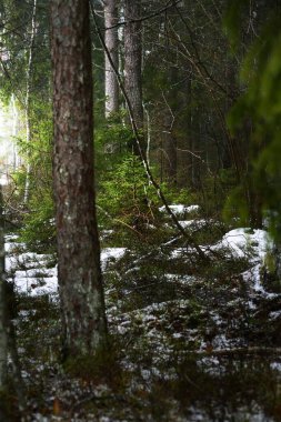 Karla kaplı, gizemli, yemyeşil ormanın içinden geçen yol. Çam, ladin, köknar ağaçları, yakın plan kütükler. Doğa, mevsimler, kış, ekoloji, İsveç 'te çevre koruma. Karanlık atmosferik manzara