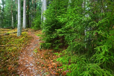 Gizemli karışık kozalaklı ormanın içinden geçen yol. Evergreen çam, ladin, köknar ağaçları, yakın plan kütükler. Altın sonbahar yaprakları. Doğa, mevsimler, kış, ekoloji, Almanya 'da çevre koruma