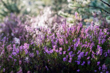 Gün doğumunda genç kozalaklı orman. Ladin dalları, çiçek açan fundalıklar, örümcek ağı ve çiy damlaları. Saf sabah güneşi. Letonya