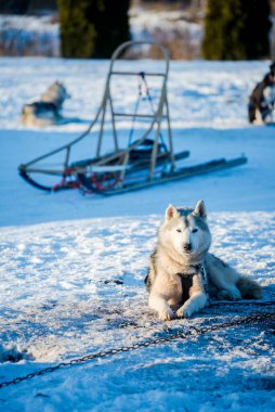 Açık ve güneşli bir kış gününde Husky karda yürüyor ve oynuyor. Laponya, Finlandiya
