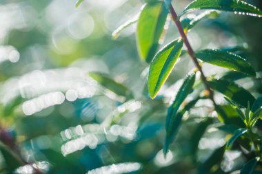 Ormanda güneşli bir yaz günü. Yeşil yaprak dokusu, yakın plan.