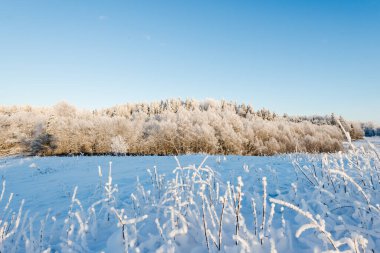Karla kaplı bir tepeden orman manzarası. Kış manzarası. Açık mavi gökyüzü. Letonya