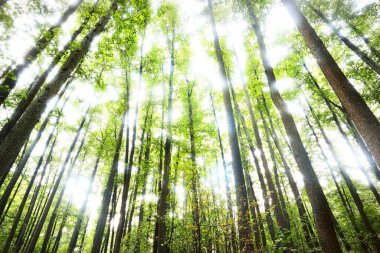 Bulutlu bir yaz gününde bataklık bir ormanın manzarası, yakın ağaçlar, Letonya