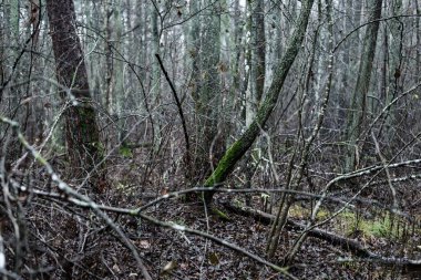 Karanlık orman sahnesi. Yağmurlu bir sonbahar günü. Yosunlu çam ve huş ağaçları, dallar ve renkli yapraklar yakın plan. Letonya