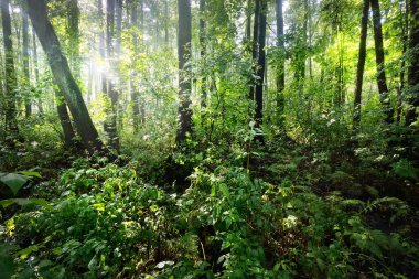 Yağmurdan sonra yeşil bataklık ormanı manzarası. Ağaç gövdelerinden güneş ışınları geçiyor. Letonya