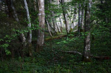 Karanlık orman sahnesi. Yeşil ağaçlar ve yosunlu dallar kapanıyor