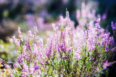 Ormanda sabah oldu. Çiçekli fundalık yakın plan. Letonya