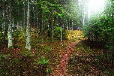 Gizemli yemyeşil ormanın içinden geçen yol. Çam, ladin, köknar ağaçları, yakın plan kütükler. Altın sonbahar yaprakları. Doğa, mevsimler, ekoloji, İsveç 'te çevre koruma. Karanlık atmosferik manzara