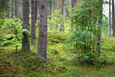 Yaz manzarası. Yağmurdan sonra çam ormanı. Ağaçlar, yosunlar ve eğreltiotu yakından.