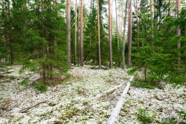 Karla kaplı kozalaklı ormanların, yeşil çam ağaçlarının ve ladin ağaçlarının arasında bir patika Almanya