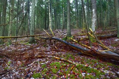 Gizemli karışık kozalaklı ormanların karla kaplı tepelerinden geçen yol. Evergreen çam, ladin, köknar ağaçları, yakın plan kütükler. Doğa, mevsimler, kış, ekoloji, Almanya 'da çevre koruma