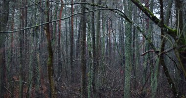 Karanlık orman sahnesi. Yağmurlu bir sonbahar günü. Yosunlu çam ve huş ağaçları, dallar ve renkli yapraklar yakın plan. Letonya