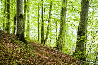 Yaz ormanı manzarası. Yeşil kayın ormanı, yakın ağaçlar. Almanya