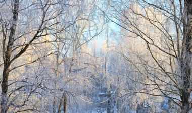 Güneşli kış günü. Karla kaplı huş ağaçları yakın plan. Açık mavi gökyüzü. Letonya