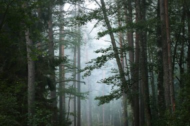 Karanlık orman sahnesi. Sabah sisinde çam ağaçları. Kemeri, Letonya