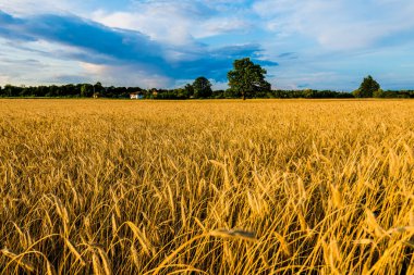 Tarım ekinleri gün batımında. Arka planda yalnız meşe ağacı ve orman var. Renkli akşam bulutları. Kır manzarası. Letonya