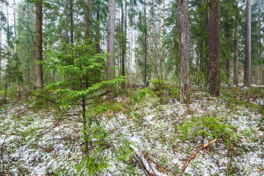 Kış kır manzarası. Ormanda beyaz bir sis. Çam ağaçları ve saf sabah ışığı. İsveç