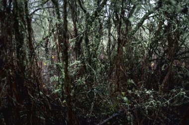 Karanlık orman sahnesi. Yağmurlu bir sonbahar günü. Yosunlu çam ve huş ağaçları, dallar ve renkli yapraklar yakın plan. Letonya