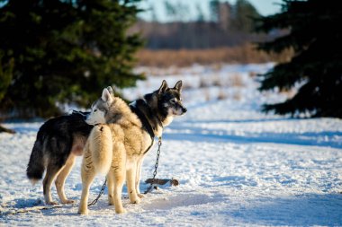 Açık ve güneşli bir kış gününde Husky karda yürüyor ve oynuyor. Laponya, Finlandiya