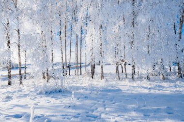 Karla kaplı huş ağaçları yakın plan. Kış orman manzarası. Letonya
