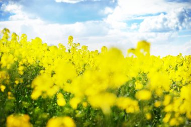 Bahar manzarası. Güneşli bir günde arka planda çiçek açan kolza tohumu tarlası ve orman manzarası. Letonya