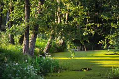 Bataklık ormanı nehri ve gün batımında yeşil ağaçlar. Açık bir yaz günü. Letonya