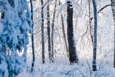 Karla kaplı huş ağaçları yakın plan. Kış orman manzarası. Letonya