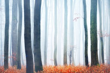 Fransa Lorraine 'de ağaç siluetleri olan sisli bir sonbahar ormanı. Kayın ağaçları yakın plan