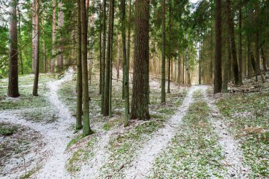 Karla kaplı kozalaklı ormanların, yeşil çam ağaçlarının ve ladin ağaçlarının arasında bir patika Almanya