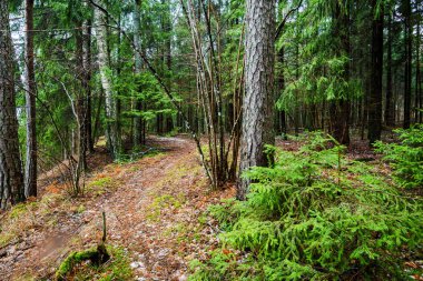 Kış kır manzarası. Ormanda beyaz bir sis. Çam ağaçları ve saf sabah ışığı. Orman yolu. Almanya