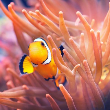 Anemondaki amfiprion ocellaris palyaço balığı. Doğal deniz enrimnent