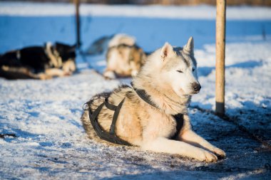 Açık ve güneşli bir kış gününde Husky karda yürüyor ve oynuyor. Laponya, Finlandiya