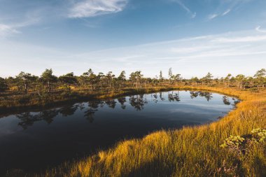 Gün doğumunda kristal berrak göl (bataklık) üzerinde açık mavi gökyüzü. Arka planda çam ağaçları ve funda çiçekleri var. Suyun simetri yansımaları, doğal ayna. Letonya Kemeri Milli Parkı 'nda sonbahar