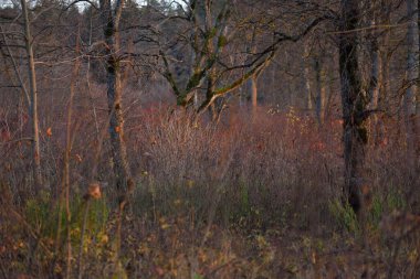 Sonbahar kırsal arazisi. Karanlık orman sahnesi. Gün batımında çam ağaçları. Altın yapraklar yakın plan. Sıcak akşam ışığı, Letonya.