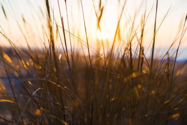 Gün batımında Baltık Denizi kıyısında. Kum tepecikleri, bitkiler ve su yakından sıçrıyor. Letonya