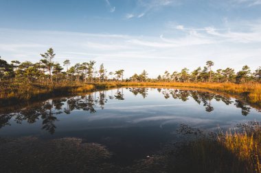 Gün doğumunda kristal berrak göl (bataklık) üzerinde açık mavi gökyüzü. Arka planda çam ağaçları ve funda çiçekleri var. Suyun simetri yansımaları, doğal ayna. Letonya Kemeri Milli Parkı 'nda sonbahar