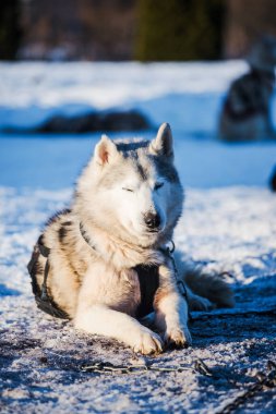 Açık ve güneşli bir kış gününde Husky karda yürüyor ve oynuyor. Laponya, Finlandiya
