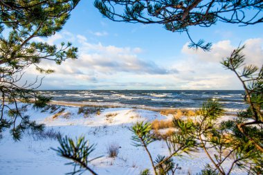 Çam ağaçları ve soğuk fırtınalı dalgalar Kuzey Denizi üzerinde bulutlar, Hollanda