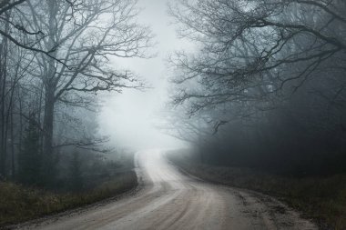 Kır manzarası. Güçlü bir sabah sisinde eski ağaçların arasından geçen boş bir toprak yol. Arka planda orman var. Letonya